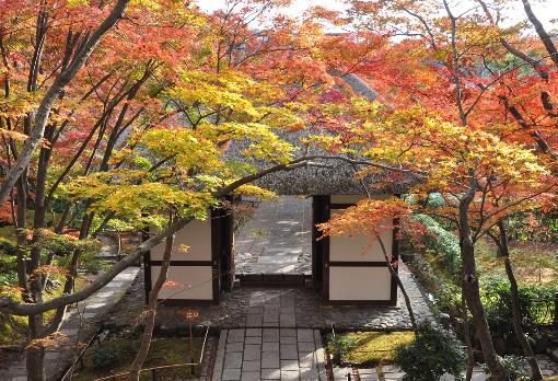 山内の草花 SEASON'S FLOWERS & GRASSES リンクボタン