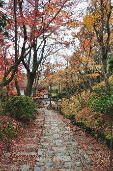 山内の草花 読み込み中