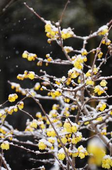 山内の草花 読み込み中