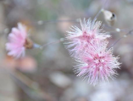 山内の草花 読み込み中
