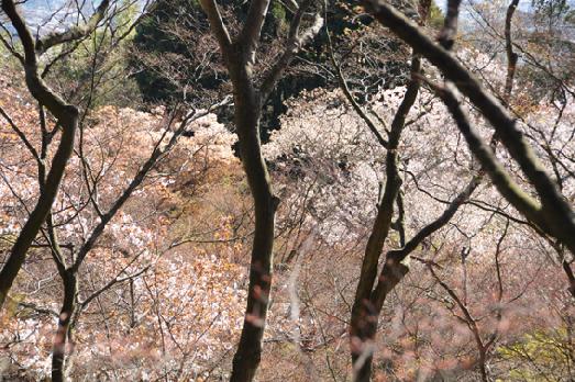山内の草花 読み込み中