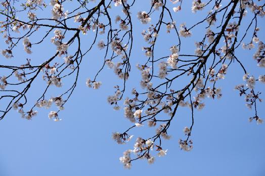 山内の草花 読み込み中