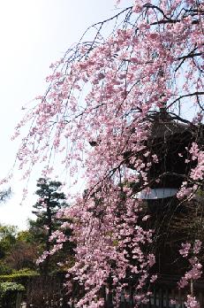 山内の草花 読み込み中