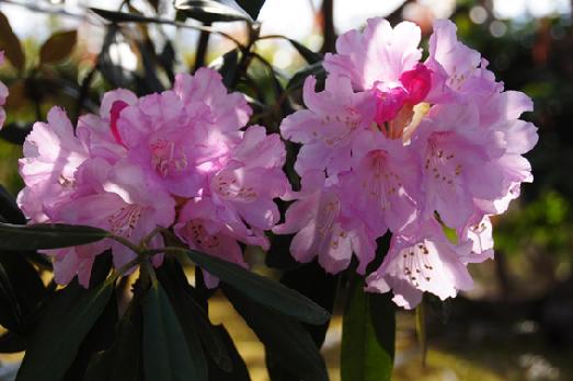 山内の草花 読み込み中