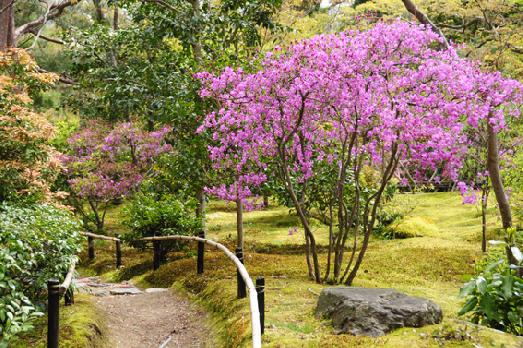 山内の草花 読み込み中