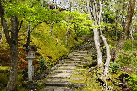山内の草花 読み込み中