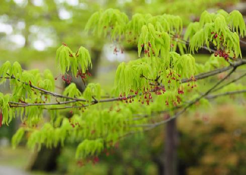 山内の草花 読み込み中