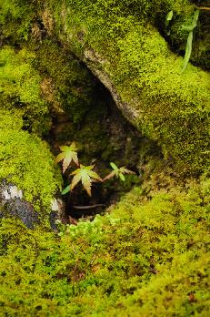 山内の草花 読み込み中