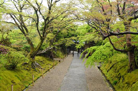 山内の草花 読み込み中