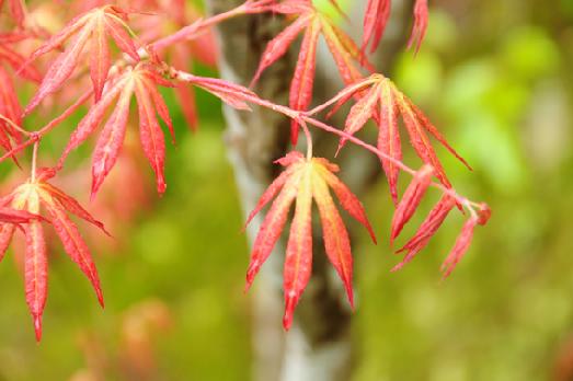 山内の草花 読み込み中