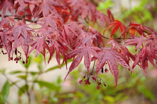 山内の草花 読み込み中