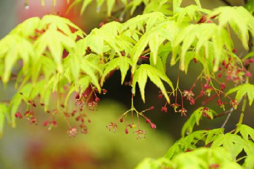 山内の草花 読み込み中