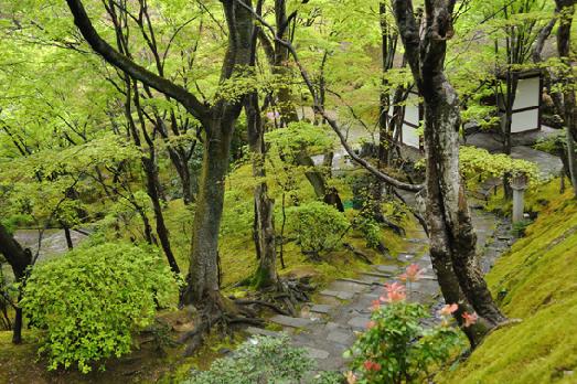 山内の草花 読み込み中
