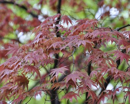 山内の草花 読み込み中