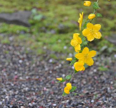 山内の草花 読み込み中