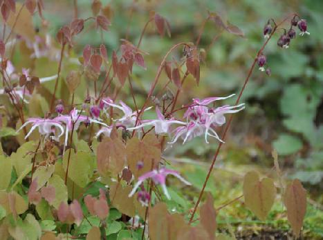 山内の草花 読み込み中
