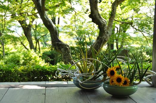 山内の草花 読み込み中