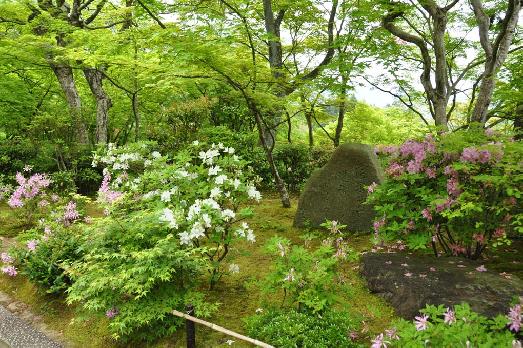 山内の草花 読み込み中