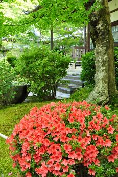 山内の草花 読み込み中
