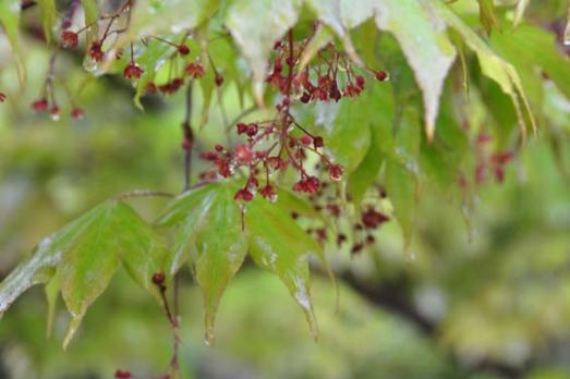 山内の草花 SEASON'S FLOWERS & GRASSES リンクボタン