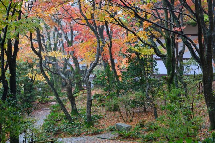 山内の草花 SEASON'S FLOWERS & GRASSES リンクボタン