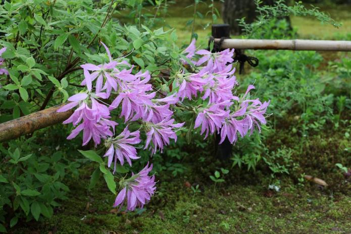 モチツツジ（花車）