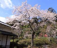 展示館前庭の彼岸枝垂れ桜