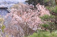 本堂西側庭園池の山桜