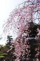 平安紅枝垂れ桜