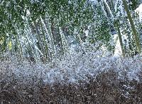 竹穂垣と竹林雪景