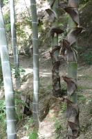 竹林のタケノコ