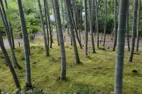 竹林の苔